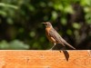 20260628-_DSC8308