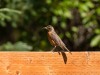 20260628-_DSC8310