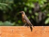 20260628-_DSC8314