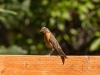 20260628-_DSC8316