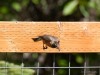 20260628-_DSC8318