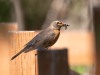20260628-_DSC8325