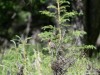 20260628-_DSC8365