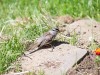 20260628-_DSC8493