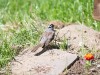 20260628-_DSC8497