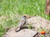 20260628-_DSC8499