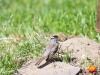 20260628-_DSC8500