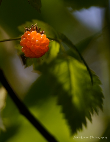 20180627DSC_1398