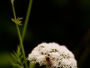20180627DSC_1400
