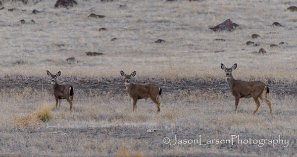 2013dsc_8741