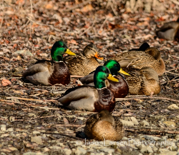 20140118dsc_1369