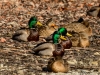 20140118dsc_1369
