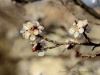20150315DSC_3898.jpg