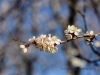 20150315DSC_3899.jpg