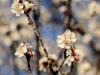 20150315DSC_3901.jpg