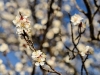 20150315DSC_3903.jpg
