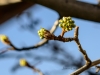 20150315DSC_3906.jpg