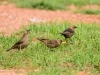 20140524DSC_6309