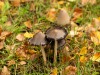 20250927-_DSC5142
