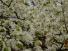 20180405DSC_9829