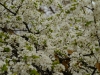20180405DSC_9830