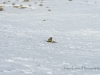 20170128DSC_4829