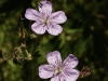 20160704DSC_1440